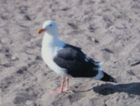 seagulls can be transgendered
